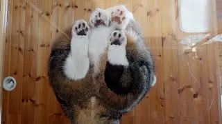下からねこ６。-View from the bottom of cats 6.-
