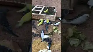 Parrot Talking - Smart And Funny Parrots Video | EP721