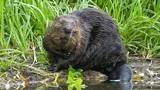 Метки бобра, как бобер метит свою территорию.