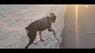 Take a walk with us sunset puppy