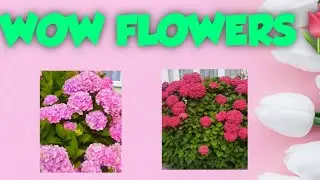 Beautifull flowers@Jhacartavlog