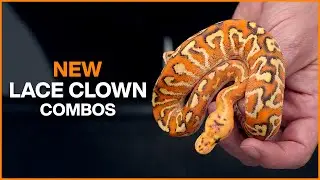NEON ORANGE Ball Pythons?! New Lace Clowns!