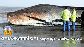 biggest Snake in the world | ഇതിന്റെ മുമ്പിൽ anaconda വെറും പുഴു 😟 worldlargest snakefound malayalam