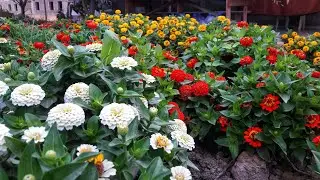 These zinnias are simply gorgeous. I've been looking for a variety like this for a long time. Pan...
