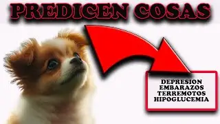 DESCUBRE el PODER PREDICTIVO de tu PERRO 🐕✨