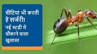 क्या आपको पता है चीटियां भी करती हैं ऑपरेशन, इंसान से भी तेज़ लेती हैं फैसला