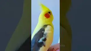 #aboneol #keşfet #sultanpapağanı #komikvideolar #birds