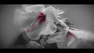 Hibiscus -  Lullaby by Suburban Key Party