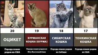 ТОП-20 Самых популярных в мире пород кошек