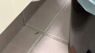 bug in the bathroom