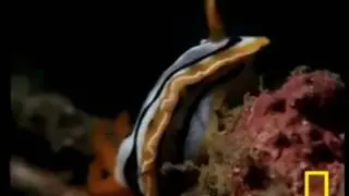 Mollusca