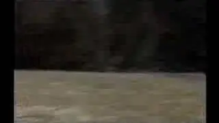 Poor Horse - 13 Dead Cats