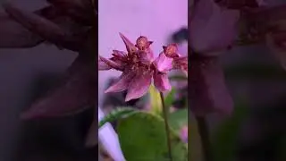 Полное раскрытие бульбофилума. Видео 15 часов в 26 секундах 🙂 