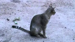 The Cat