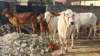 Best 🌞👌 Gir, Tharparkar 🥰 Cows and Heifers 🙏 Must Watch #RulhanDairyFarm Most Trusted Suppliers 🔥🙏
