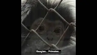 The Winding Down of Animal-Testing in America
