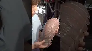 WHO ARE ISOPODS and Why It's Better NOT to Touch Them 