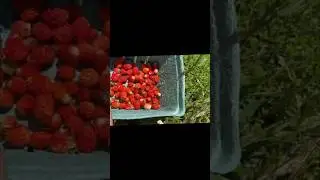 First Harvest Day of the Season!