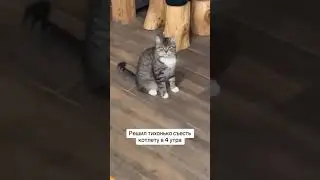 Когда решил поесть без кота
