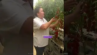 Черри «Сладкий фонтан» 🍅 #сад #gardenplants #садоводство