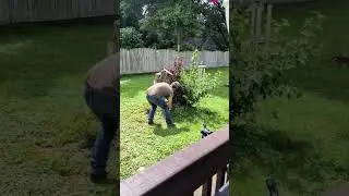 Watching dad chainsaw #echochainsaw #shorts  #cs590 #godaddago