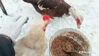 Утки, куры, планы.