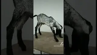 Новорожденный козлёнок