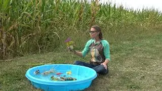 Sink or Float - Fall on the Farm Edition