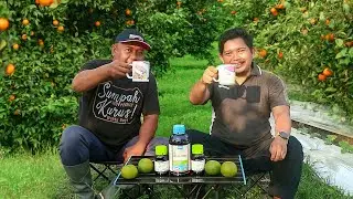 KUPAS TUNTAS RAHASIA BUDIDAYA JERUK DARI PETANI DI DESA PENARI - NGOPI #5