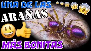 La espectacular araña-joya (Micaria dives)