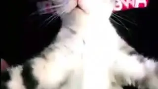 a super cute dancing cat!