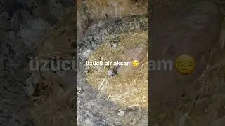 4. gün birini kaybettik😔😔devamı için takip etmeyi unutmayın