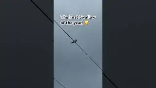 Have You Seen One Yet?