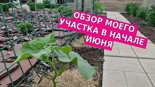 Обзор моего участка в начале июня 2023 года