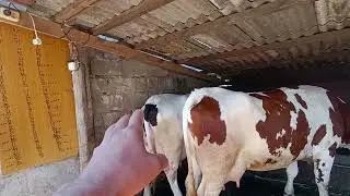 Бобошко продажна 💲️учка Єкатеринославського комбінату.Не купуйте Brown Swiss в Україні