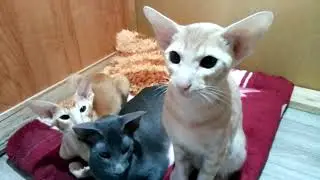 СИМ РИЧИК КОТИКИ 5 МЕС.