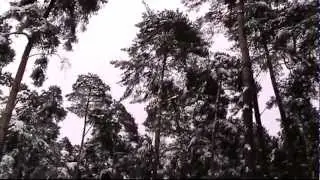 Не губите деревья...