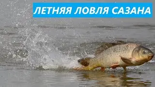🐟 ЛОВЛЯ САЗАН ЛЕТОМ ОСОБЕННОСТИ