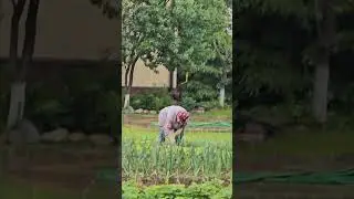 на огороде даже в дождь
