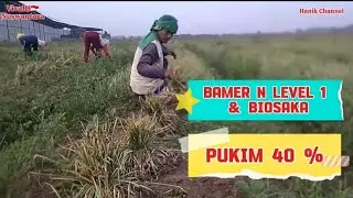 Bamer N Level 1 & Biosaka..pukim 40%#hanikchannel #biosaka#nlevel1