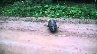 БОБер нападает. beaver attacks