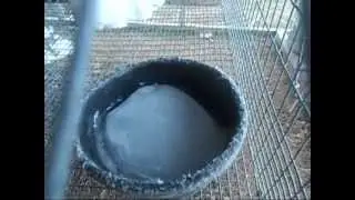 Raising Rabbits: Rabbits in Winter