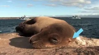 Seals and Sea Lions | BLUE WORLD ACADEMY