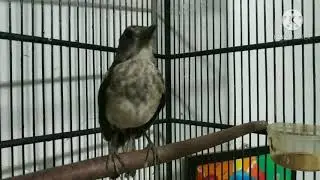 kacer trotol paud// pancingan kacer pasti nyaut dalam sekejab// 100% nyaut