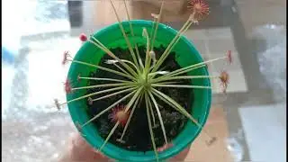 Drosera Paradoxa