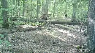 Пара медведей  Фотоловушка  Заповедник Нургуш