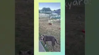 Dog's Paradise
