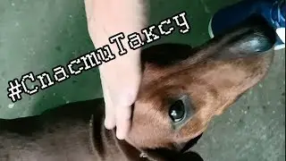 #СпастиТаксу