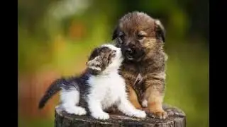 Best Funny Animal Videos of the year 2023, funniest animals ever  relax with cute animals#shorts