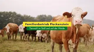 Familienbetrieb Fleckenstein: Tierwohl im Stall und auf der Weide
